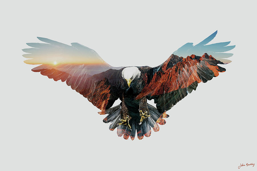 Eagle Photograph - American Eagle by John Beckley