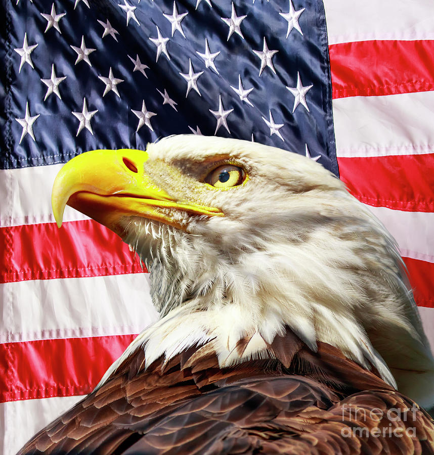 American Eagle Photograph by Joseph Miko