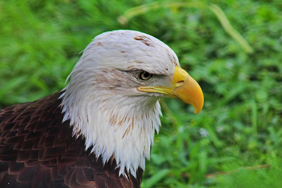American Eagle Photograph by Michiale Schneider