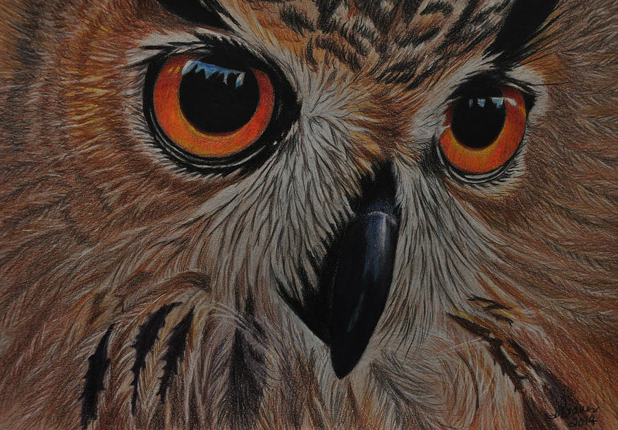 American Eagle Owl Drawing by Jo Baner - Fine Art America