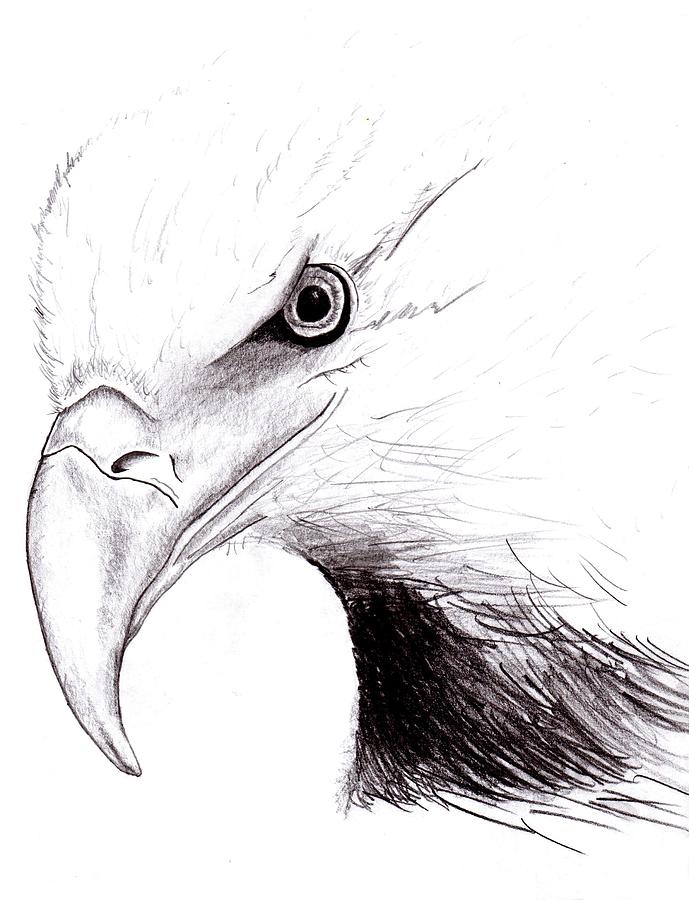 American Eagle Drawing by Peter Landis - Pixels