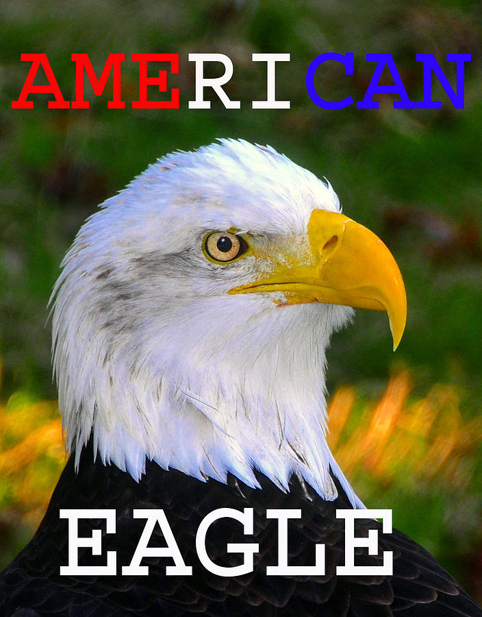 American Eagle spca Photograph by David Lee Thompson