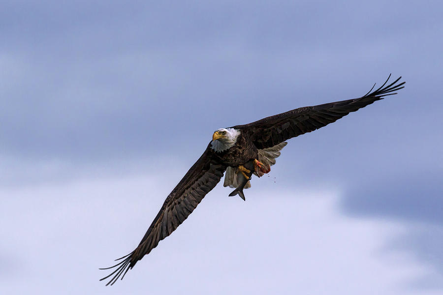 American Eagle Photograph by Susan Rissi Tregoning