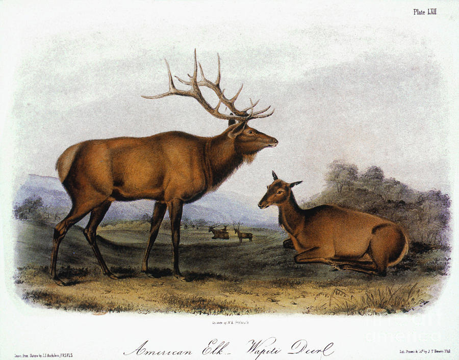 American Elk, 1846 Photograph by Granger