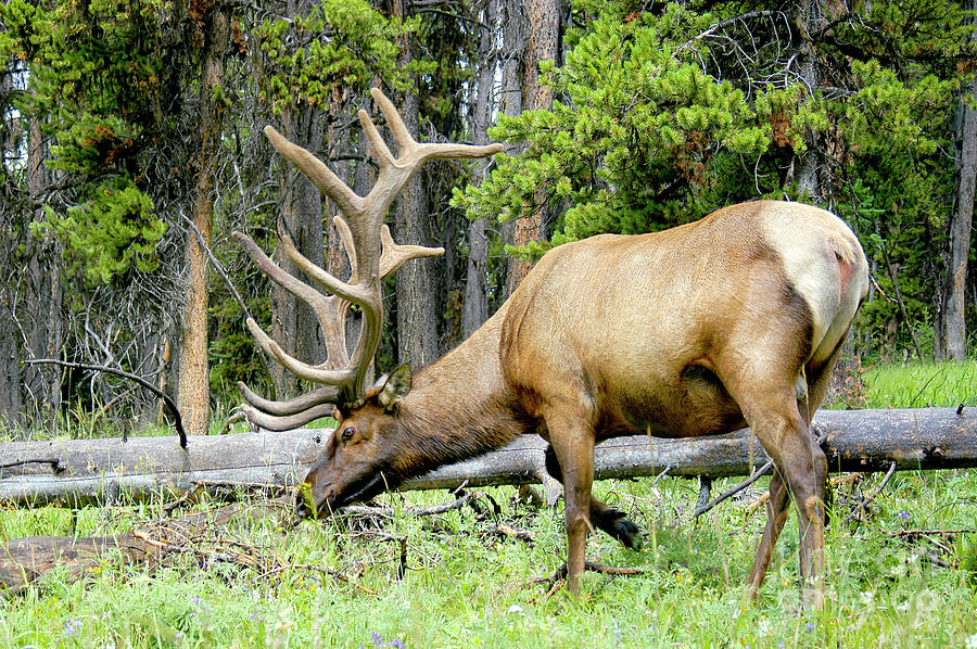American Elk grazing in the meadow Photograph by Gunther Allen