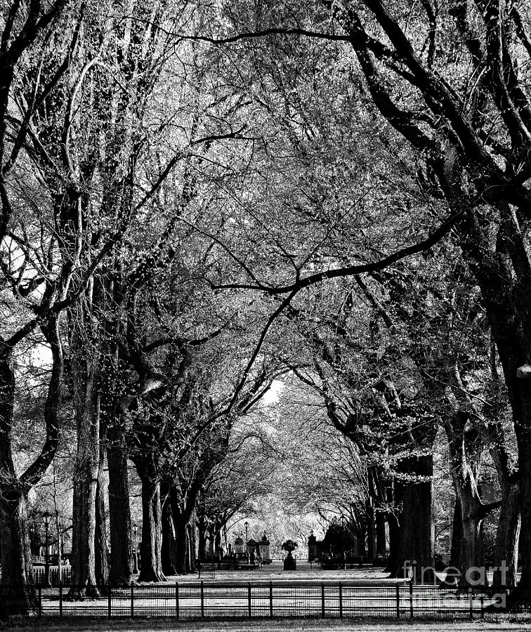 American Elms on the Central Park Mall - BW Photograph by James Aiken