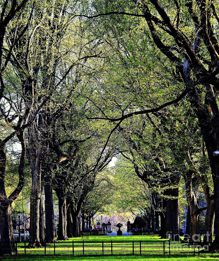 American Elms on the Central Park Mall Photograph by James Aiken