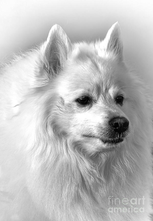 Dog Photograph - American Eskimo Dog by Olivier Le Queinec