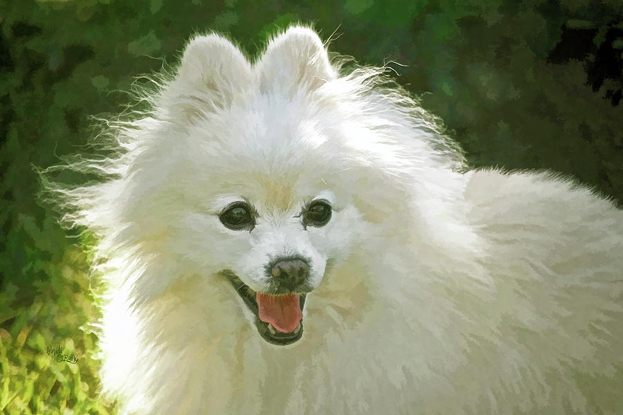 American Eskimo or Eskie Dog Photograph by Sandi OReilly