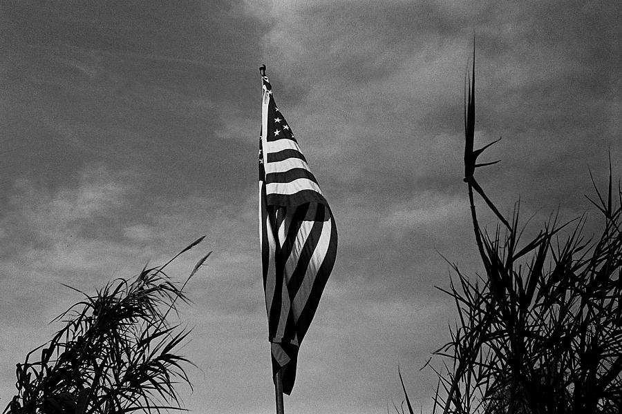 American flag in my front yard amongst bamboo Tucson Arizona 1990 Photograph by David Lee Guss