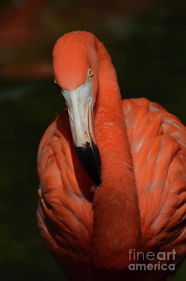 American Flamingo Bird Photograph by DejaVu Designs - Fine Art America