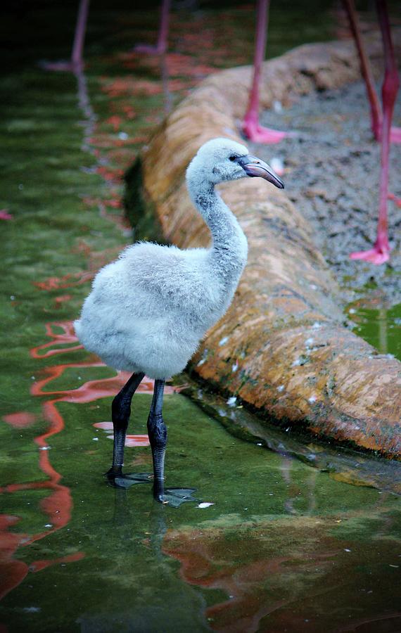 American Flamingo Chick Photograph by Cynthia Guinn
