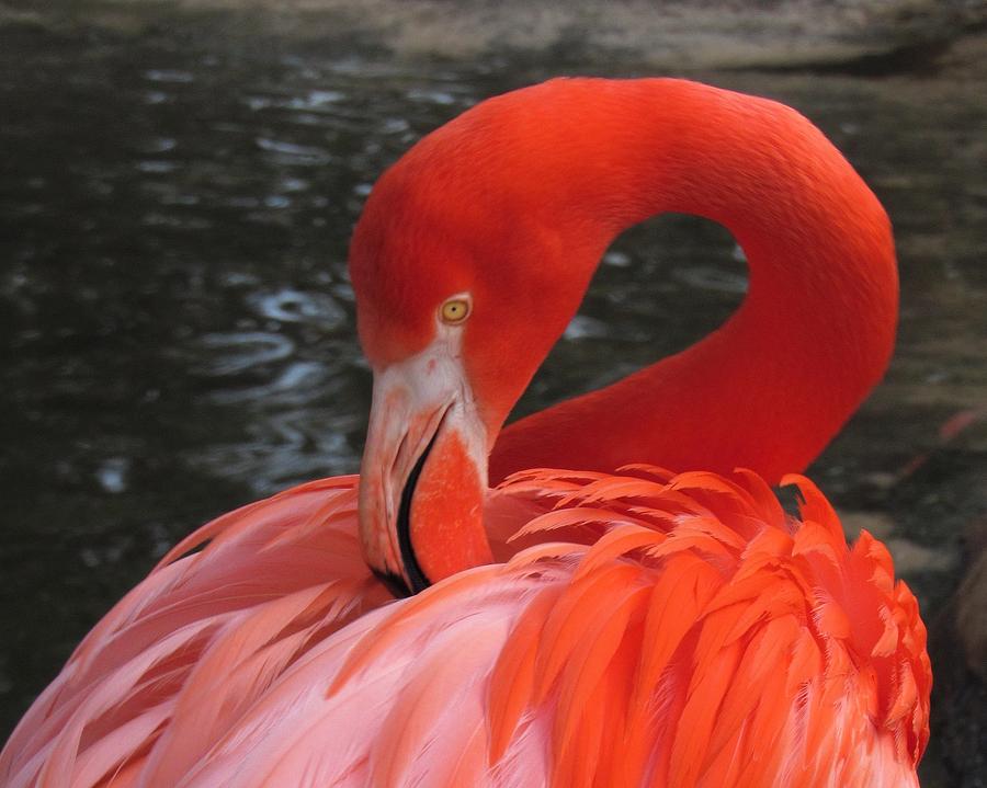 American Flamingo Photograph by Chip Gilbert