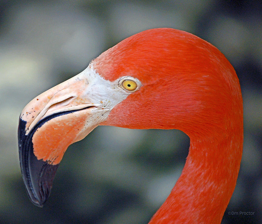 American Flamingo Photograph by Donna Proctor