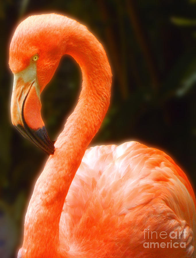 American Flamingo Photograph by Emmy Vickers