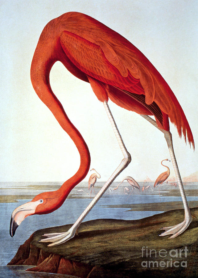 American Flamingo Photograph by Granger
