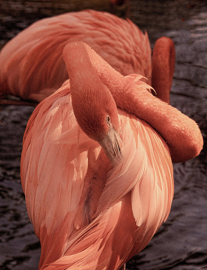 American Flamingo Photograph by HH Photography of Florida