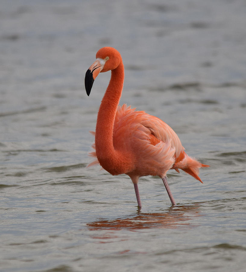 American Flamingo Photograph by Jim Bennight
