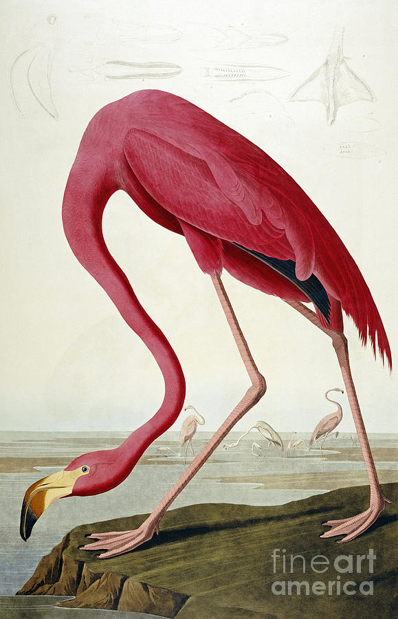 American Flamingo Painting by MotionAge Designs