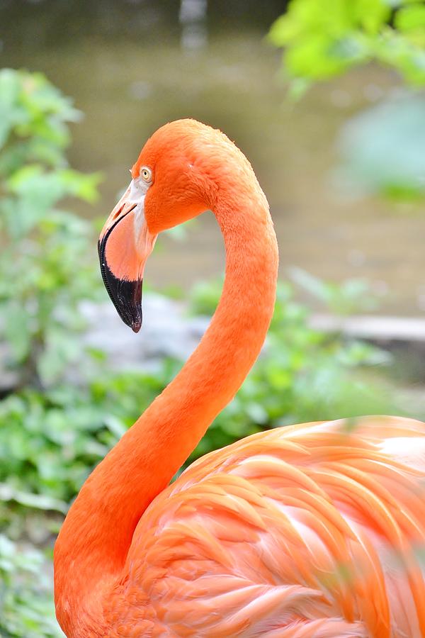 American Flamingo Photograph by Kim Bemis