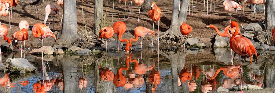 American Flamingo Photograph by Paulina Roybal
