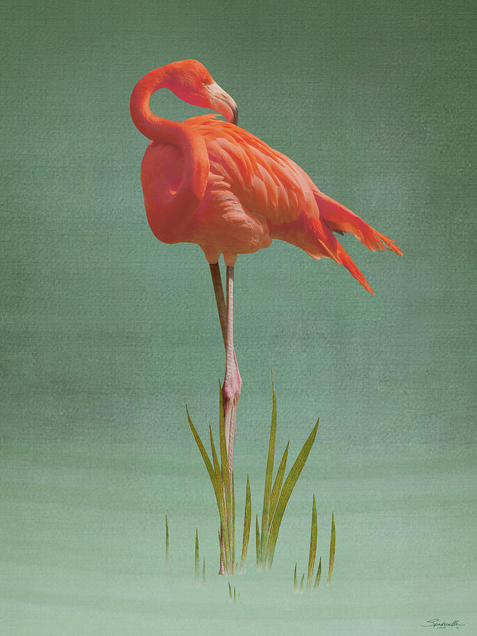 American Flamingo Digital Art by M Spadecaller