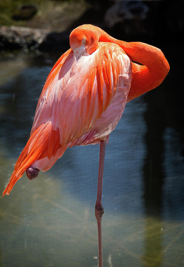 American Flamingo Photograph by Steven Upton