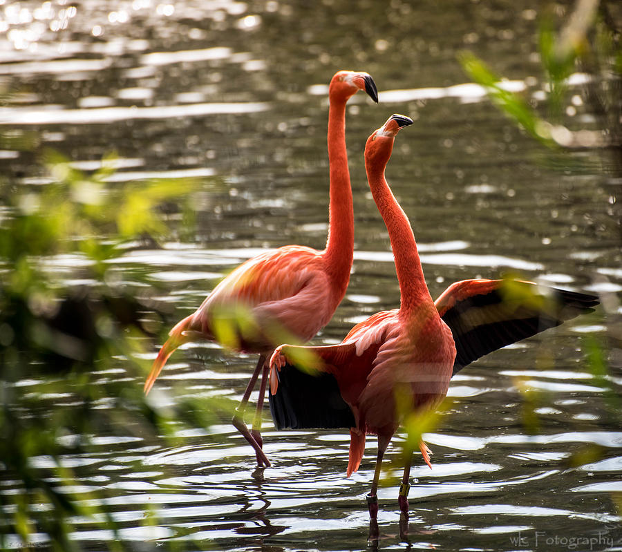 American Flamingo  Photograph by Wendy Carrington