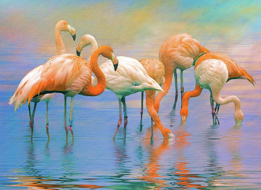 American Flamingos Photograph by Brian Tarr