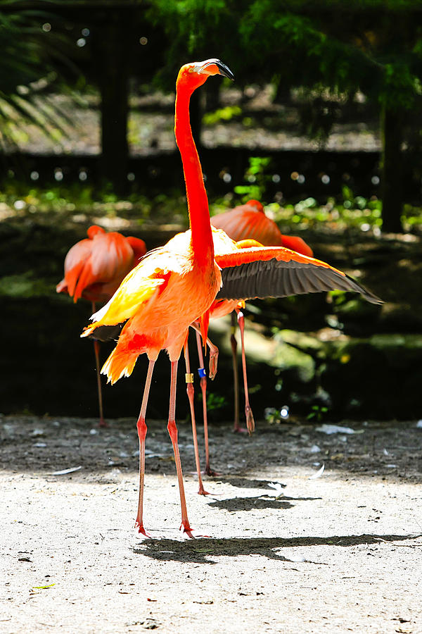 American Flamingos Photograph by Chris Smith