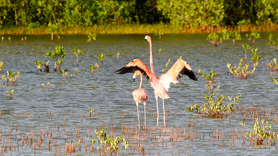 American Flamingos In Cuba Photograph by David Beebe