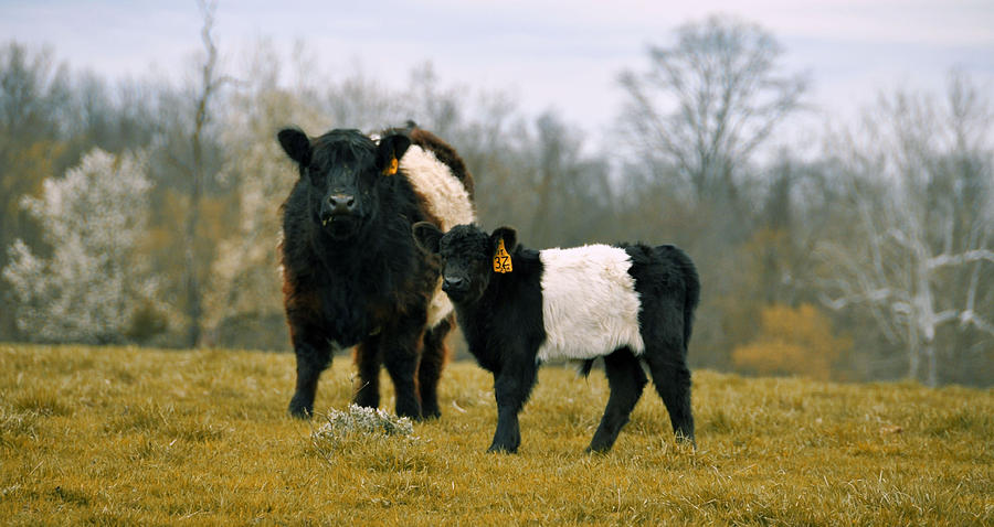 Spring Photograph - American Galloway by JAMART Photography