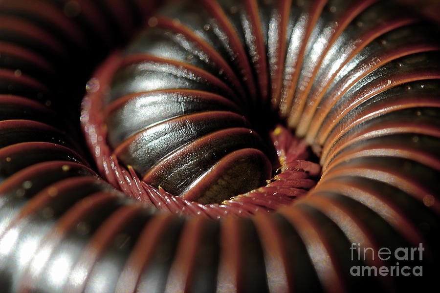 American Giant Millipede Photograph by Michael Eingle