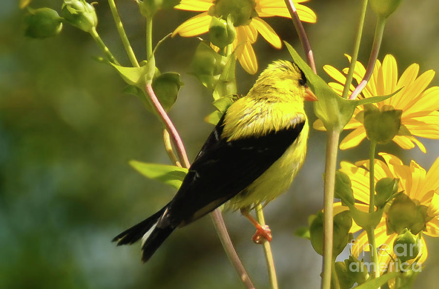 American Gold Finch Photograph by Elaine Manley