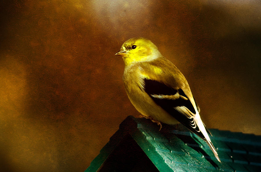 American Gold Finch in Texture Photograph by Lana Trussell