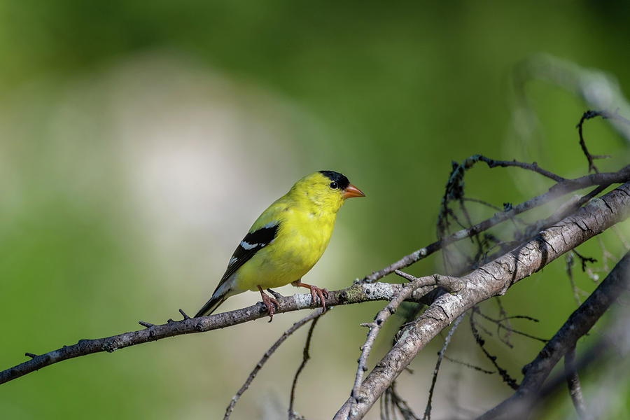 American Gold Finch On A Sunny Afternoon Photograph by Ron Dubreuil