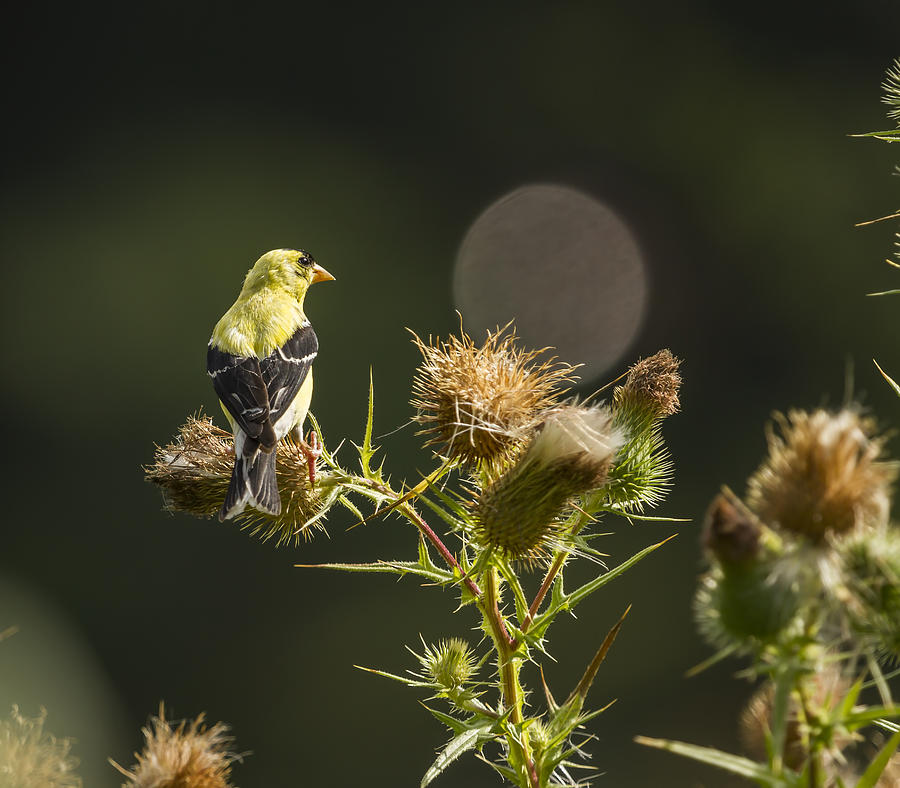 American Gold Finch On A Thistle 2013-1 Photograph by Thomas Young