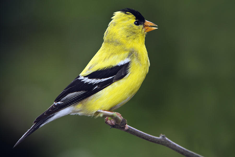 Bird Photograph - American Golden Finch by William Lee