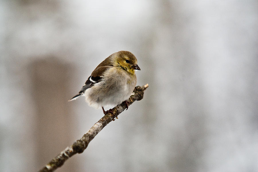 American Golden Finch Winter Plumage 1 Photograph by Douglas Barnett