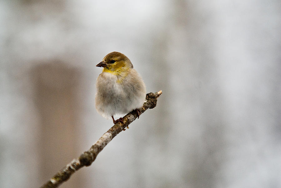 Nature Photograph - American Golden Finch Winter Plumage 4 by Douglas Barnett