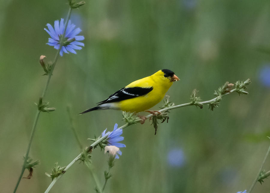 American Goldfinch     Photograph by Holden The Moment