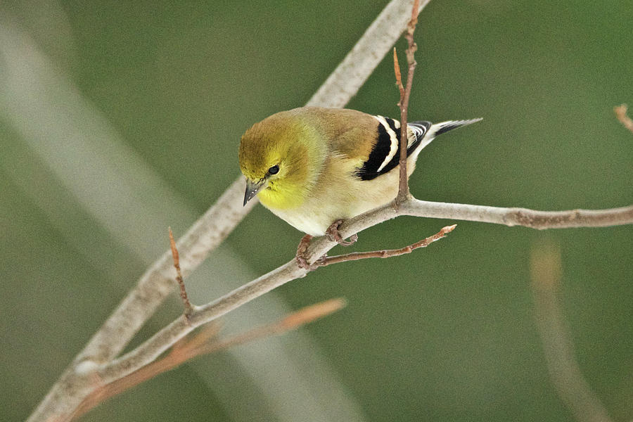 American Goldfinch 012 Photograph by Michael Peychich