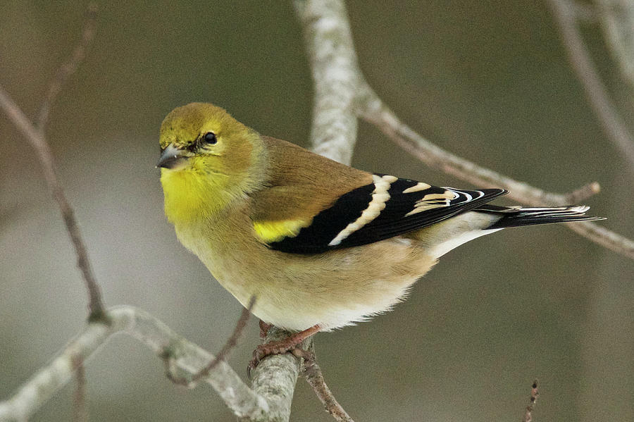 American Goldfinch 013 Photograph by Michael Peychich