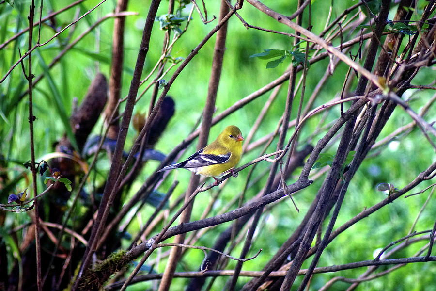American Goldfinch #1 Photograph by Ben Upham III