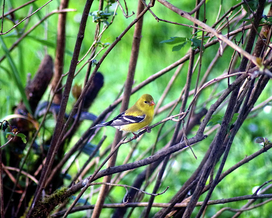 American Goldfinch #1 Crop 2 Photograph by Ben Upham III
