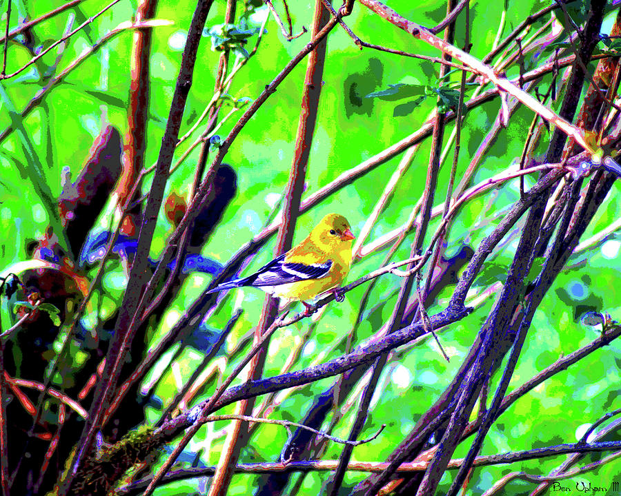 American Goldfinch #1 Crop 2 Enhanced Photograph by Ben Upham III