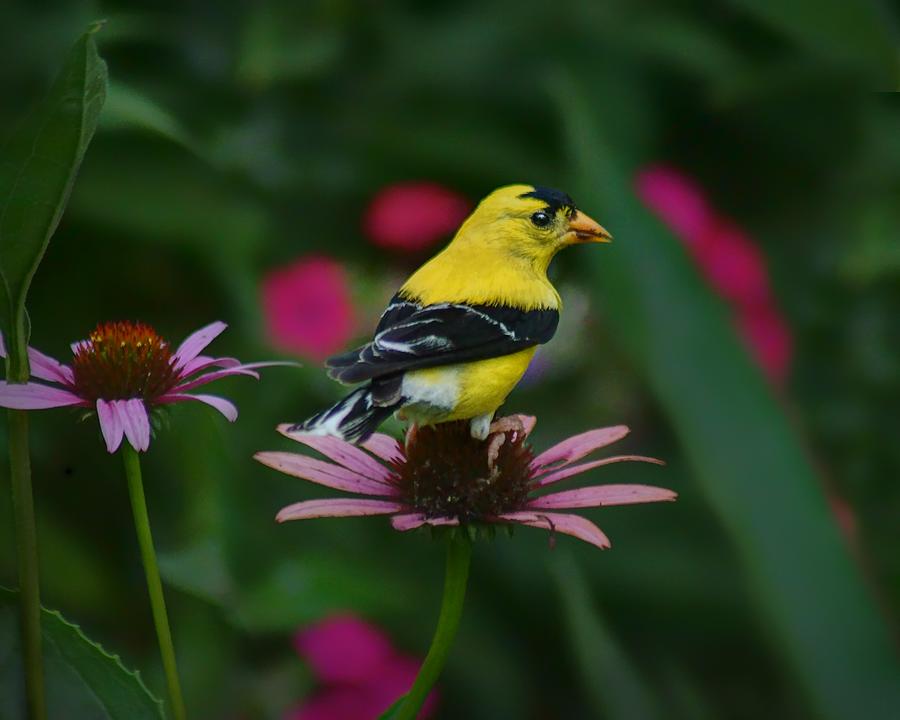 American Goldfinch - 1 Photograph by Nikolyn McDonald - Pixels