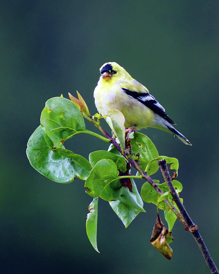 American Goldfinch #10 Photograph by Ben Upham III