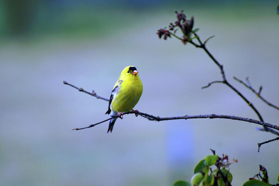 American Goldfinch #11 Photograph by Ben Upham III