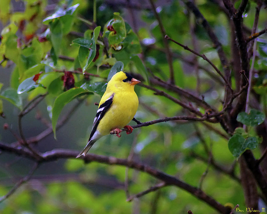 American Goldfinch #2 Enhanced Photograph by Ben Upham III
